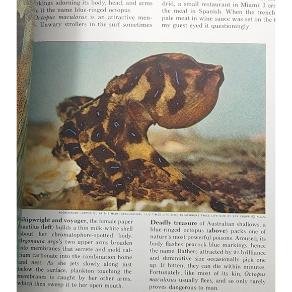 National Geographic Magazine December 1971 NO MAP Zulus Octopus Gems Tribe - Picture 8 of 9